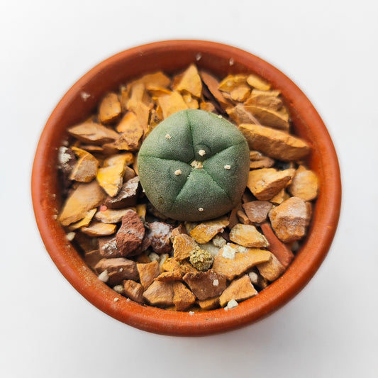 Lophophora Williamsii #14 en matera pequeña de barro