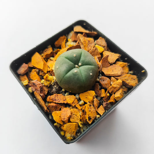 Lophophora Williamsii #15 en matera p5