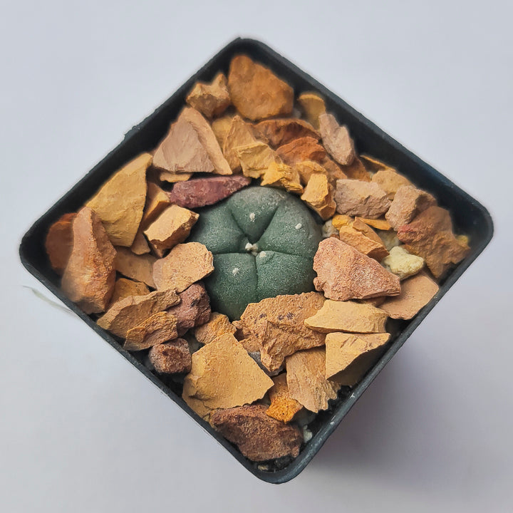 Lophophora Williamsii #8 en matera p5