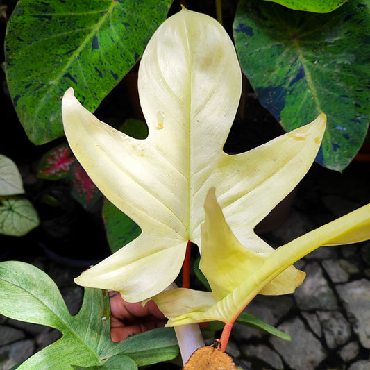 Philodendron Florida Ghost