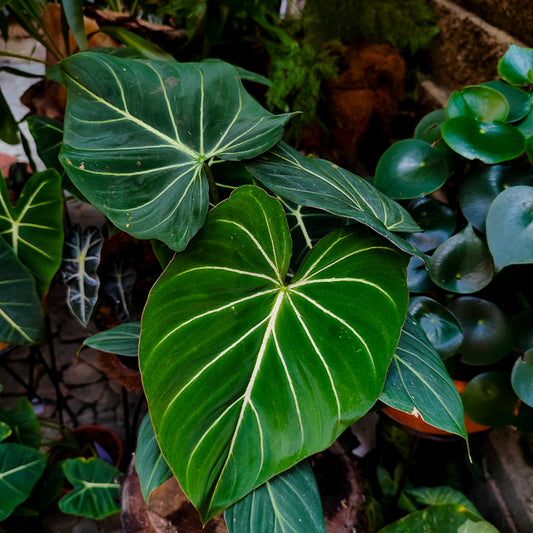 Philodendron Gloriosum