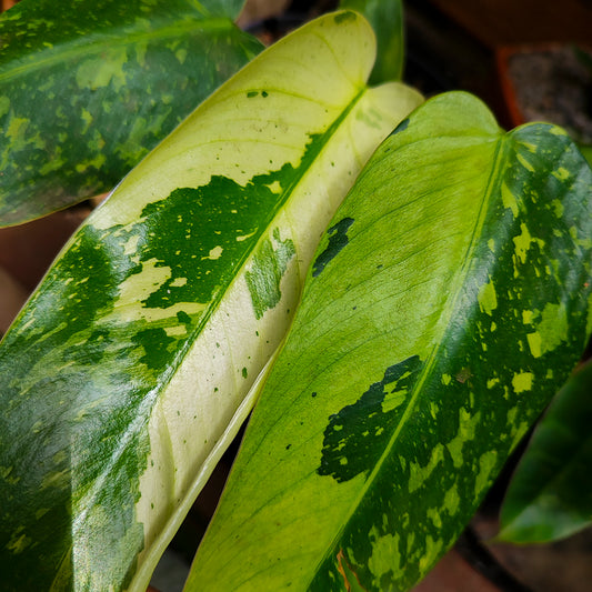 Philodendron Jose Buono Variegado