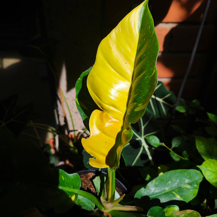 Philodendron Narrow Variegado "Ring of Fire"