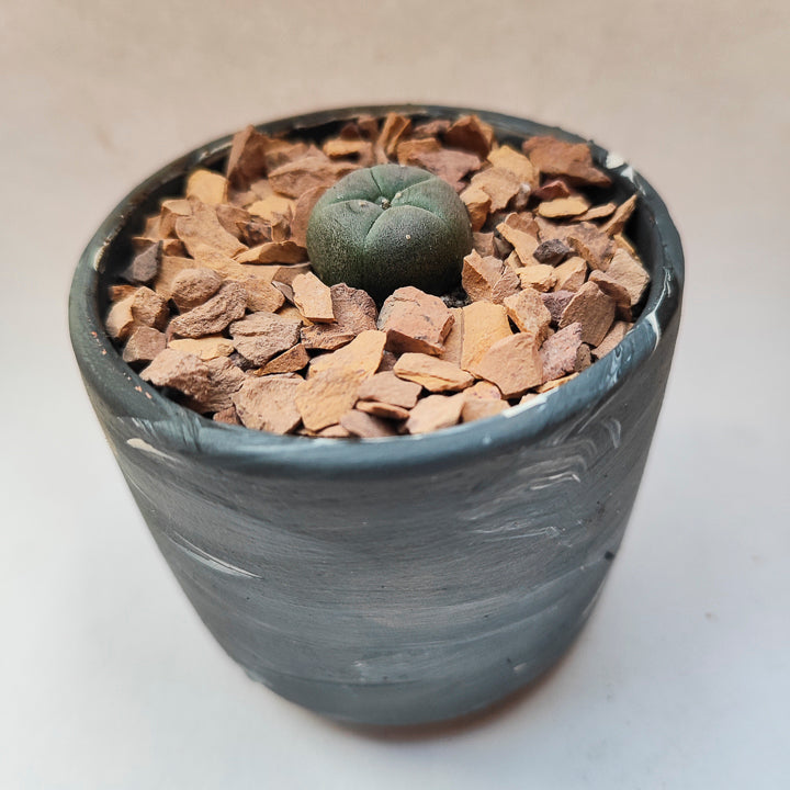 Lophophora Williamsii #13 en matera pequeña de barro