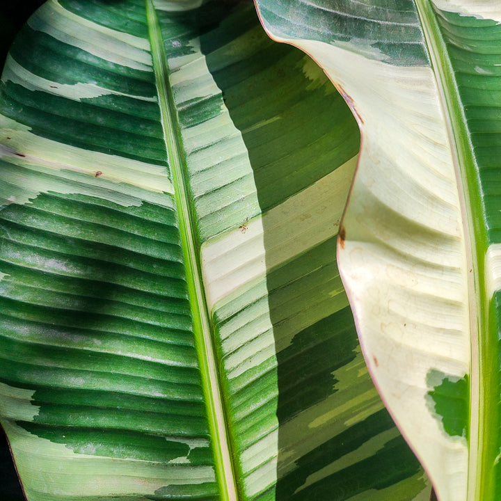 Fertilizante Follaje líquido 100 gr