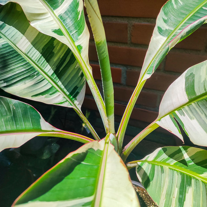 Plátano Variegado