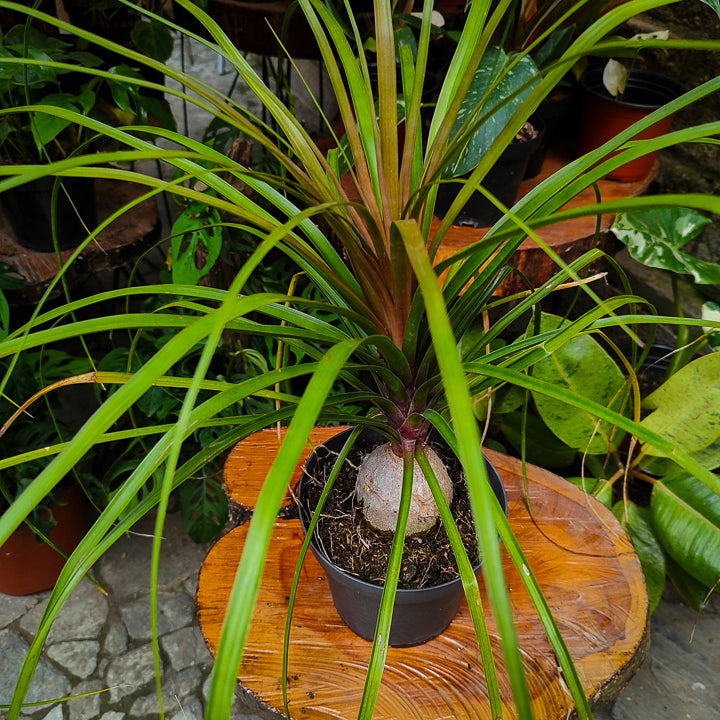 Palmera Pony