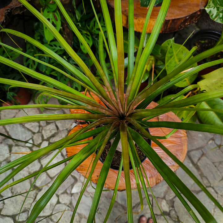 Palmera Pony
