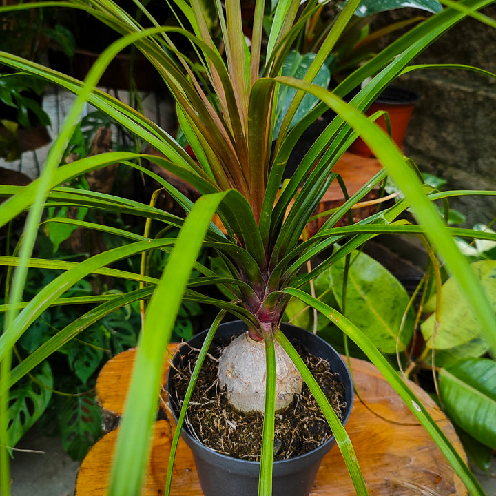 Palmera Pony
