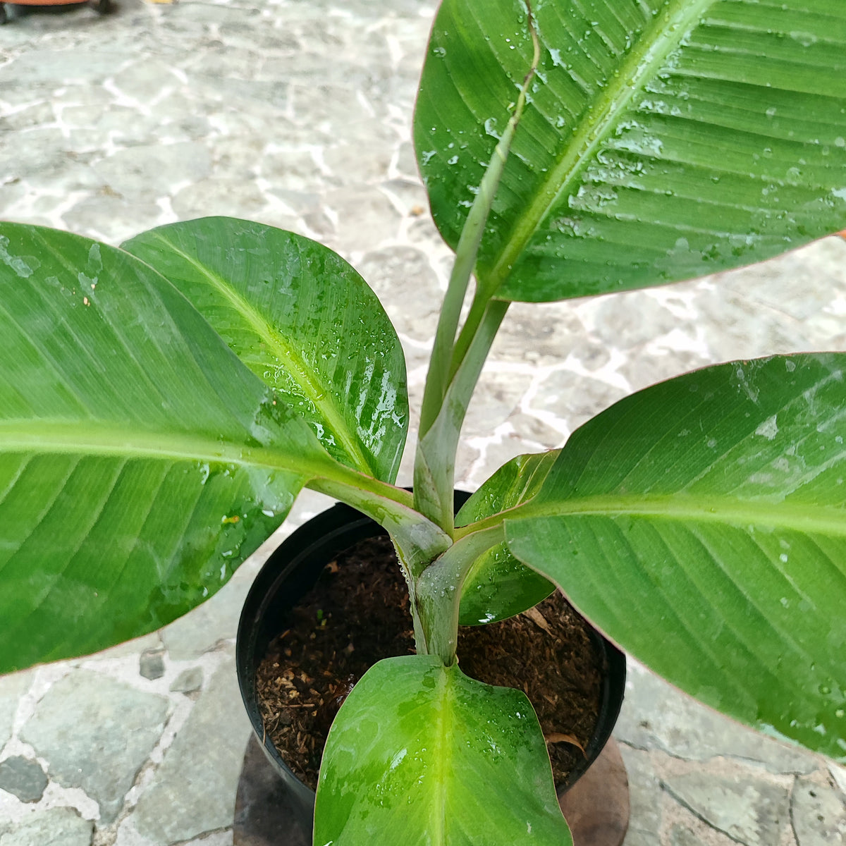 Plátano