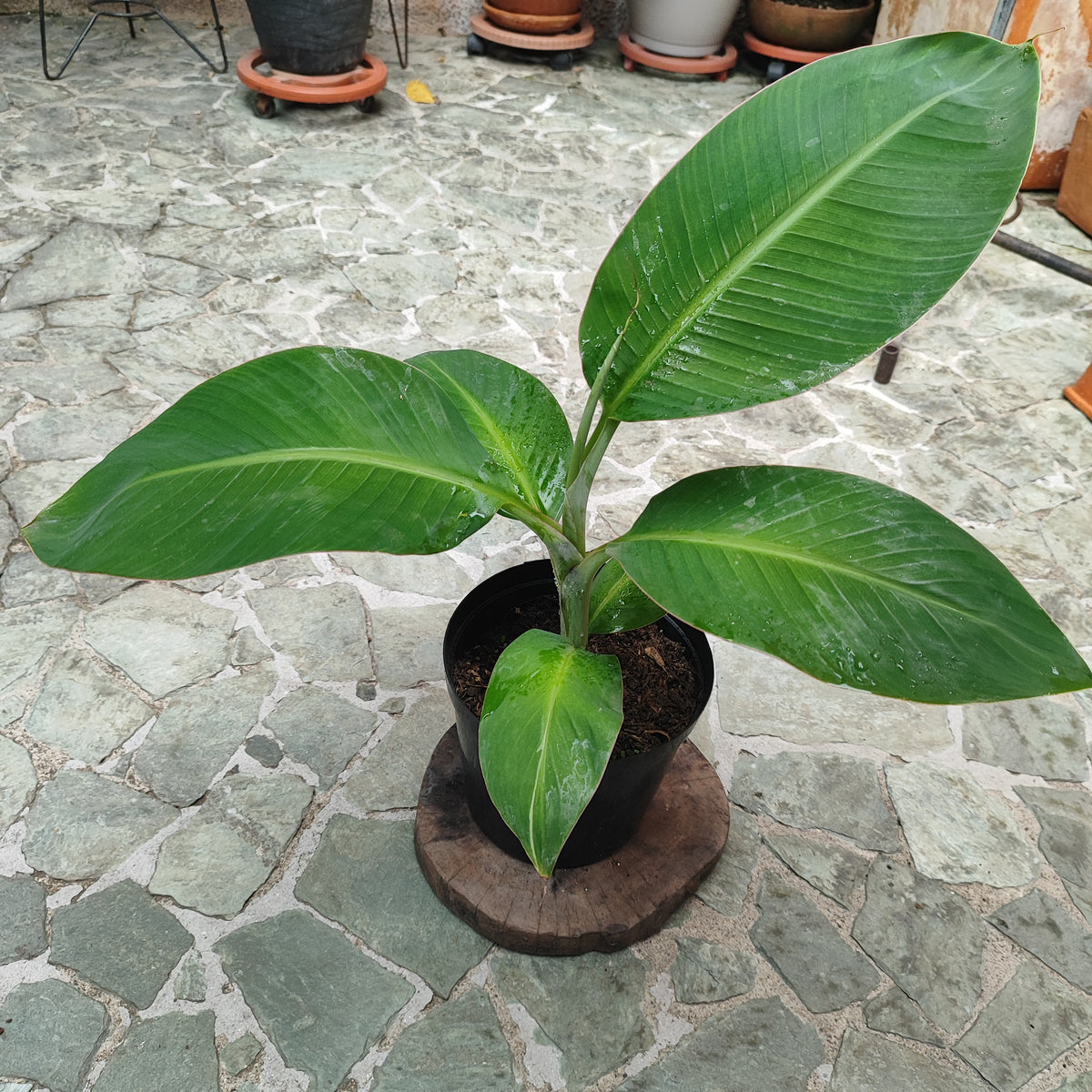 Plátano