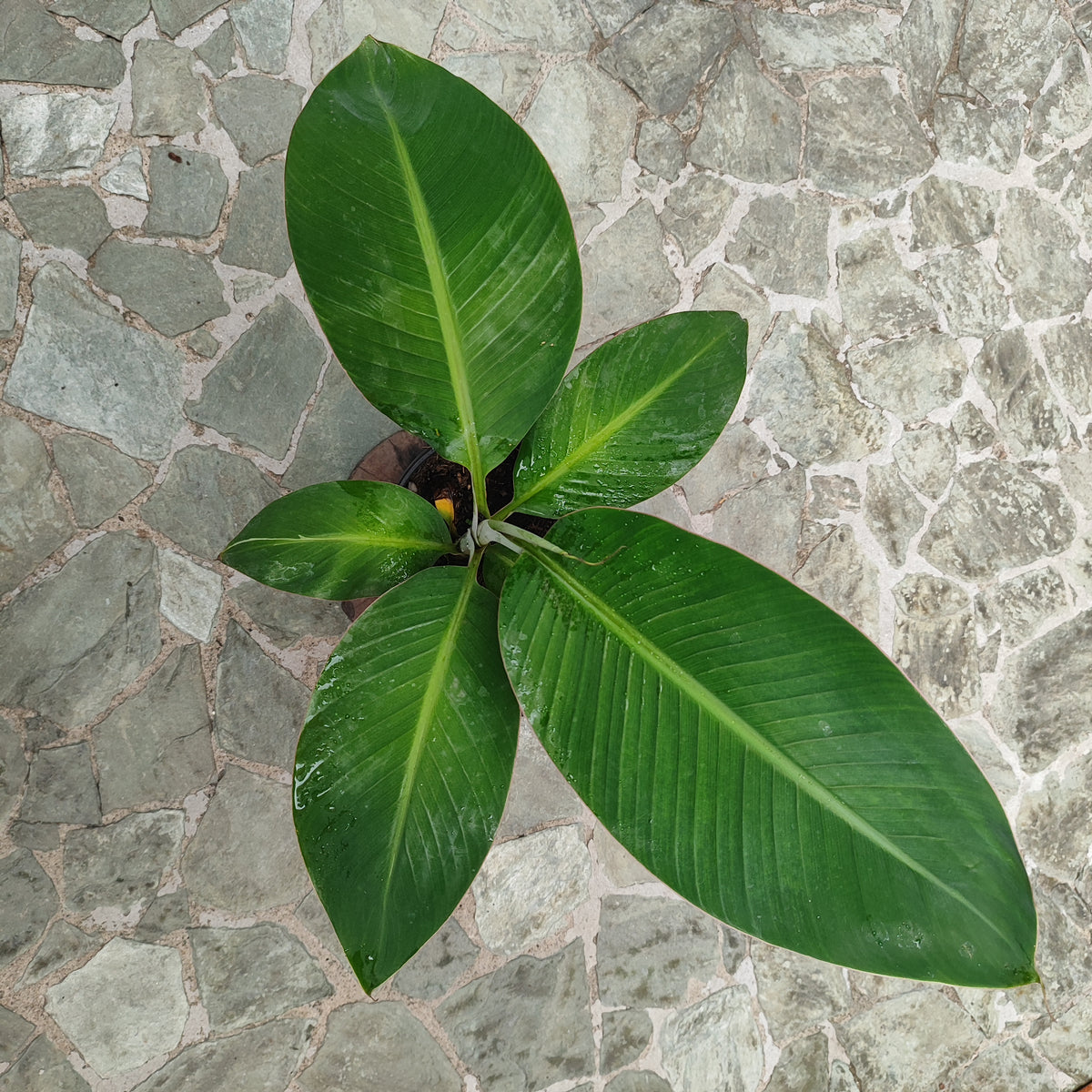 Plátano