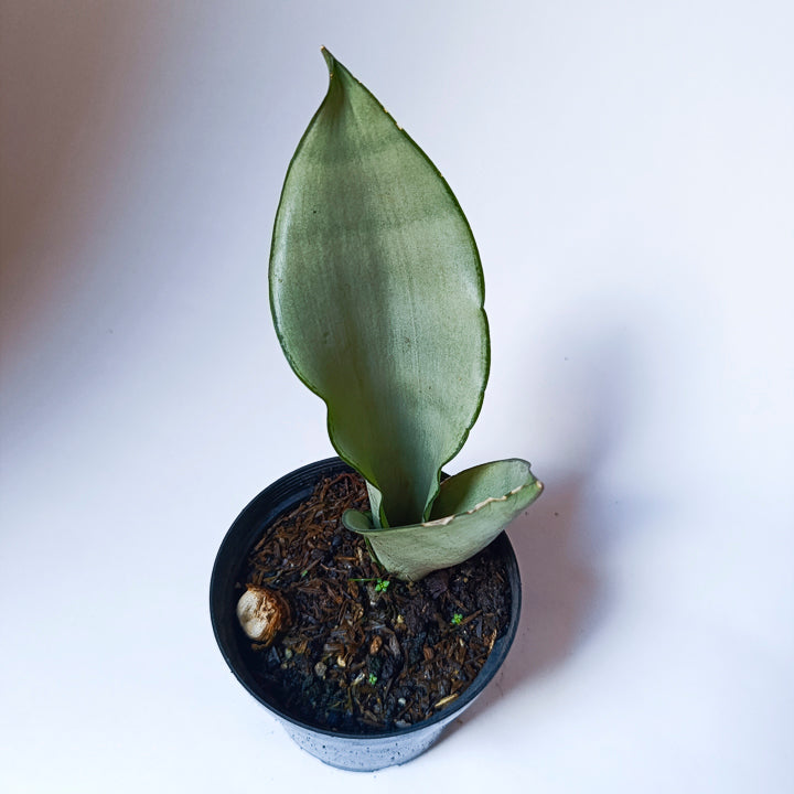 Sansevieria "Lengua de Suegra" Moonshine