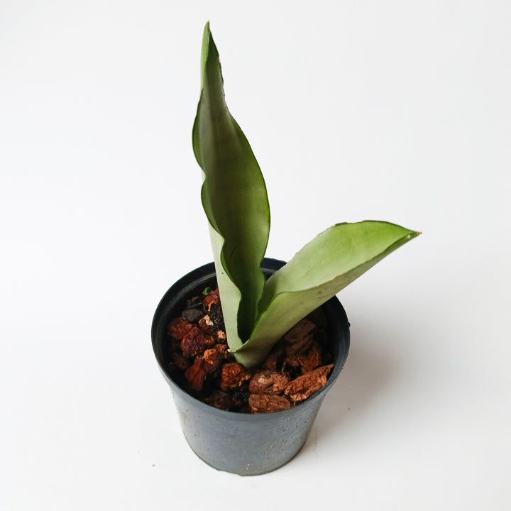 Sansevieria "Lengua de Suegra" Moonshine