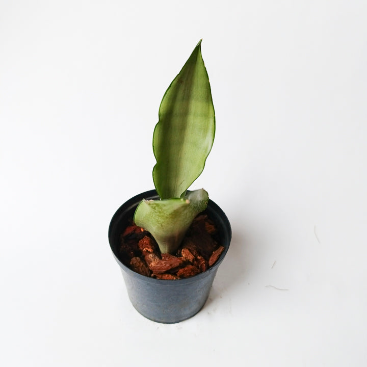 Sansevieria "Lengua de Suegra" Moonshine