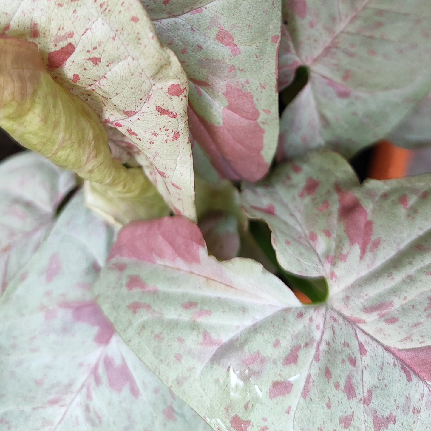 Syngonium Confetti