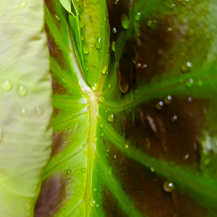 Colocasia Tossakan