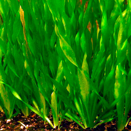 Vallisneria Spiralis