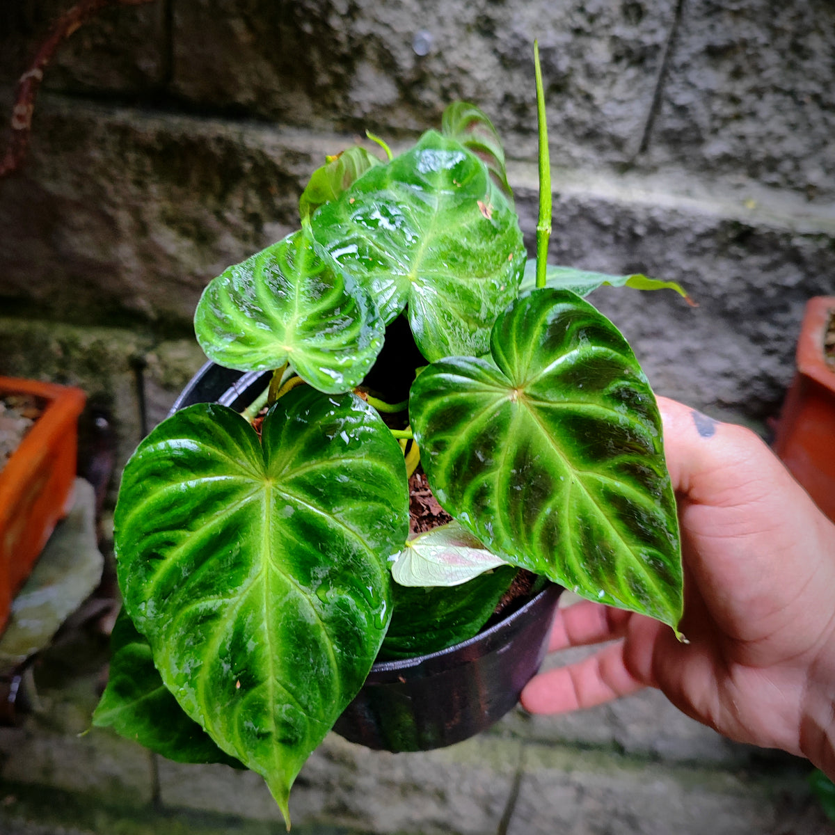 Philodendron Verrucosum