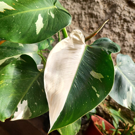 Philodendron White Wizard