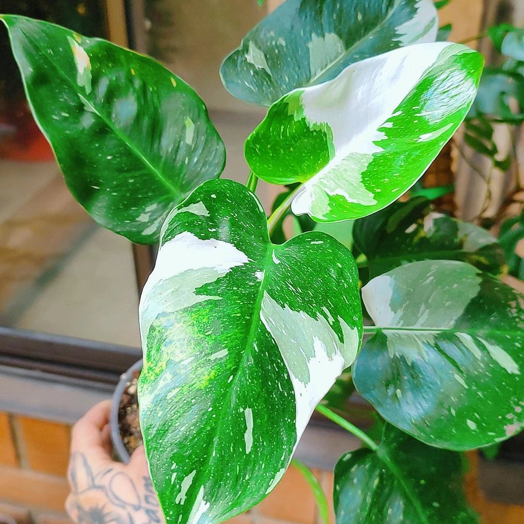 Philodendron White Wizard