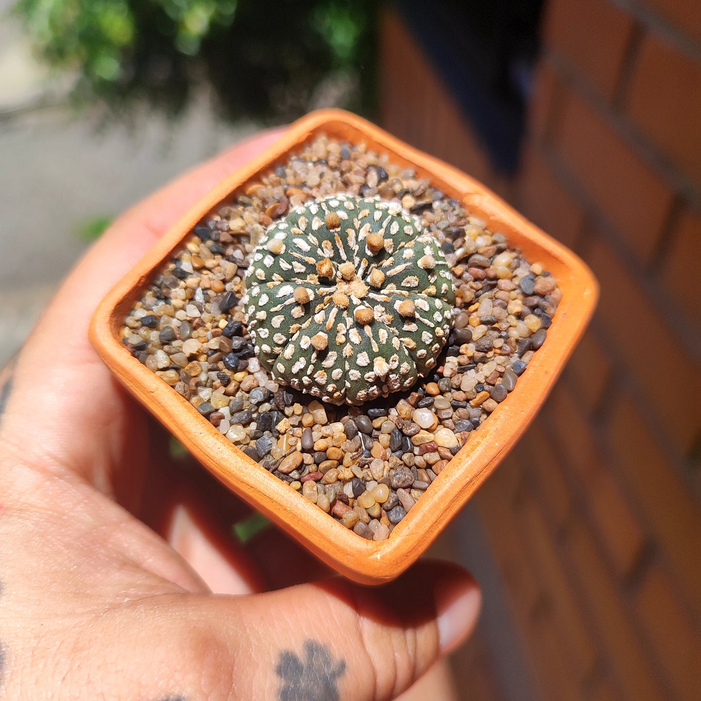 Astrophytum Asterias Super Kabuto #33 en matera de barro