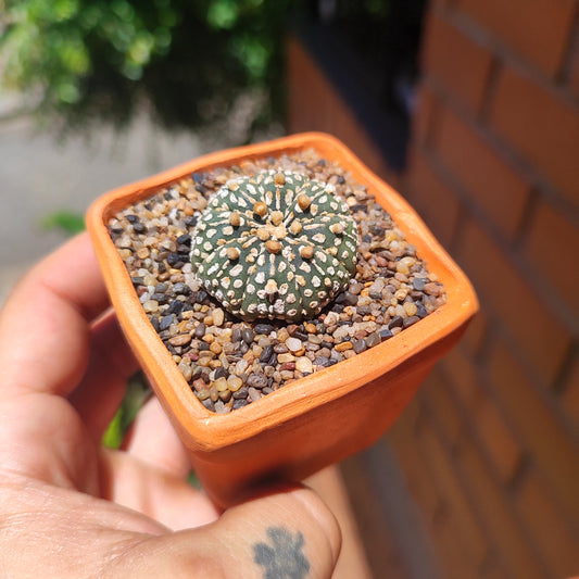Astrophytum Asterias Super Kabuto #33 en matera de barro