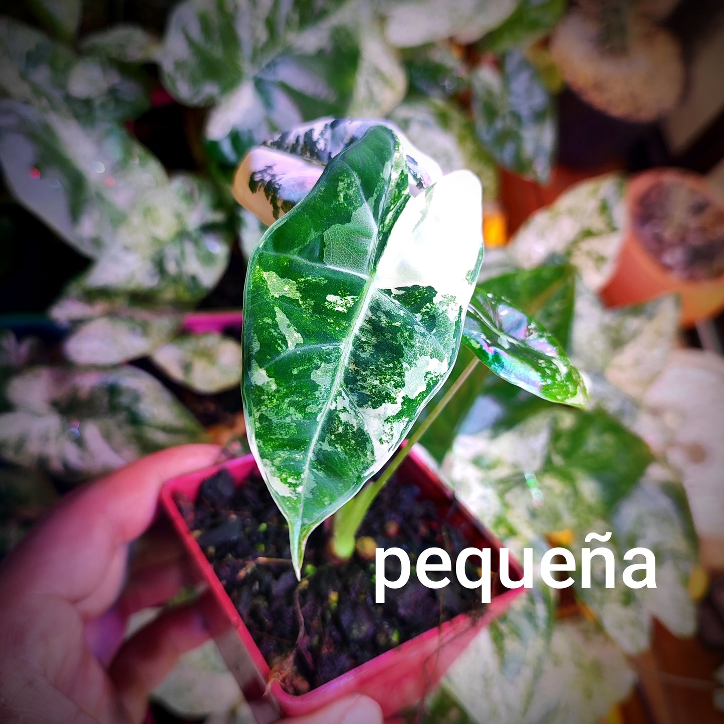 Alocasia Micholitziana "Frydek" Variegada