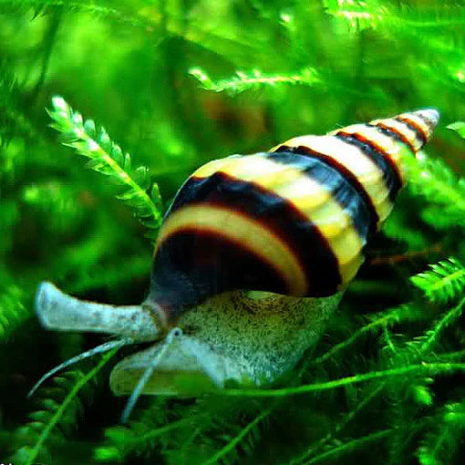Anentome Helena "Caracol Asesino"