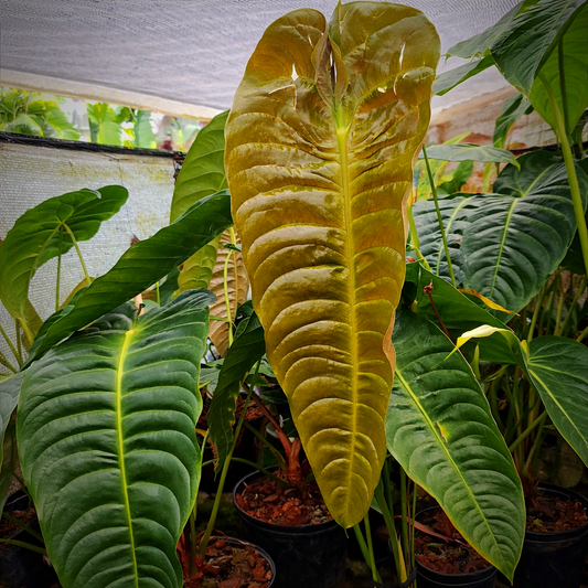 Anturio Veitchii (Rey) wide