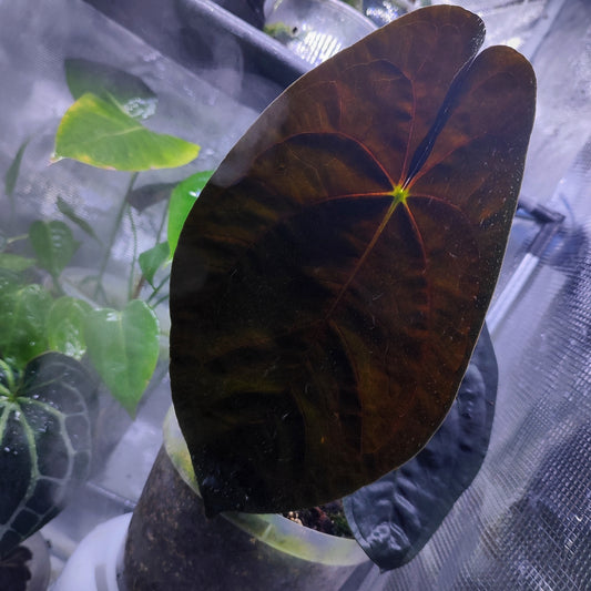 Anturio Papillilaminum