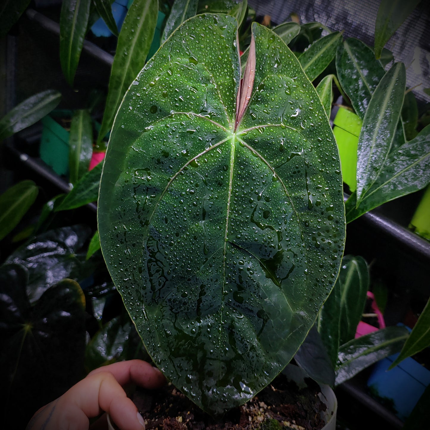 Anturio Papillilaminum