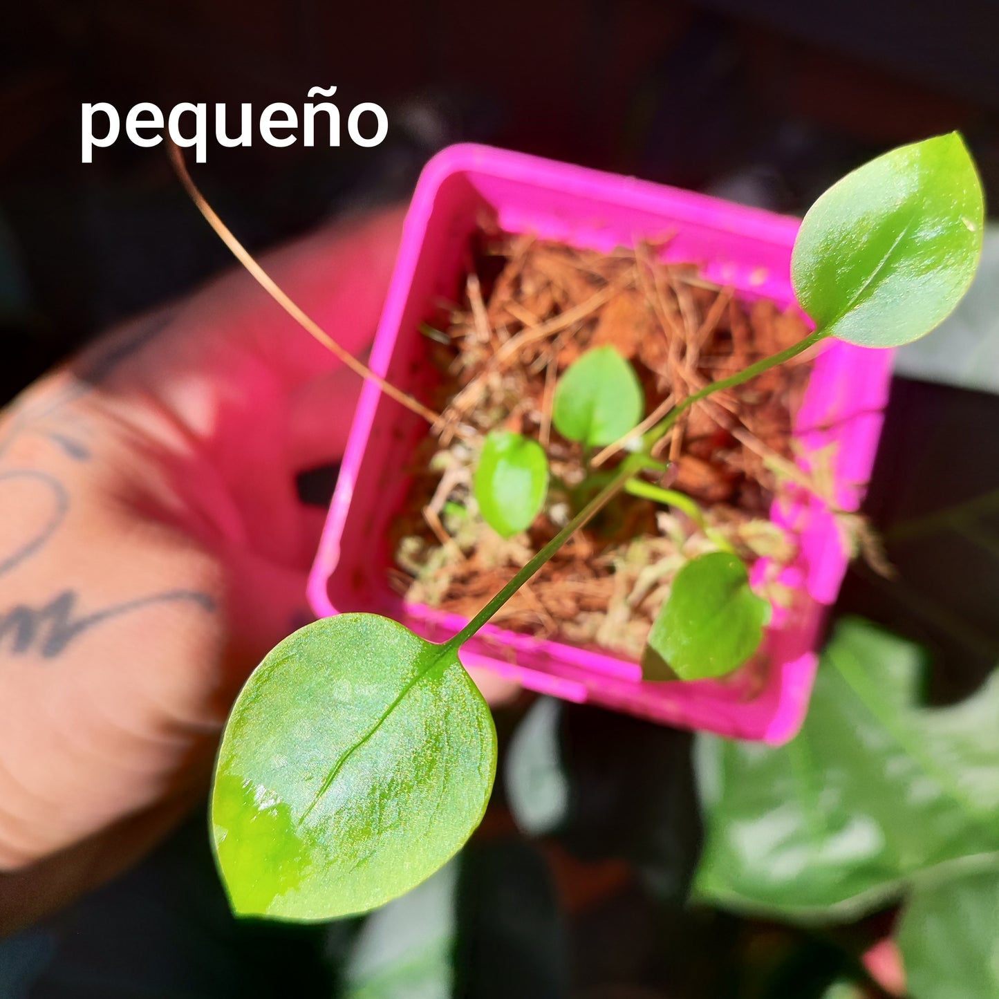 Anturio Vittarifolium