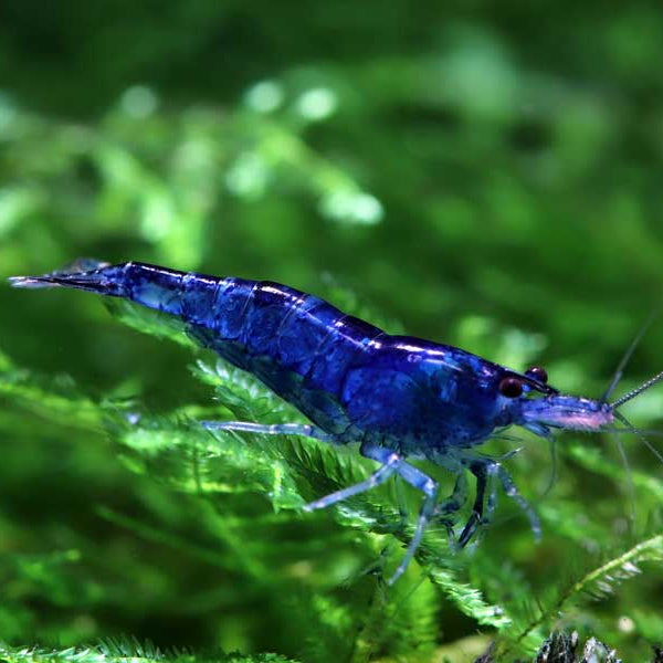 Gamba Neocaridina Azul "Blue Dream"