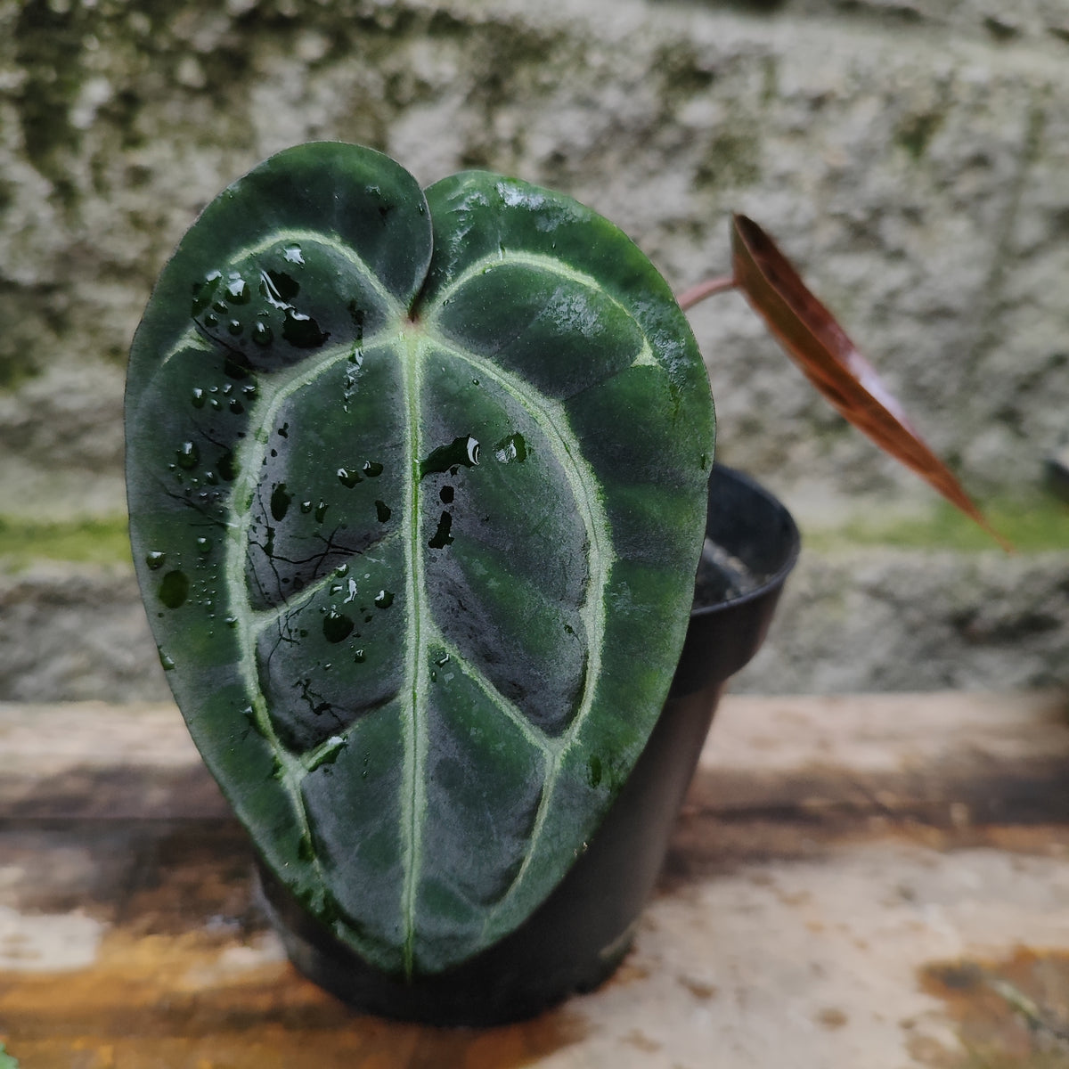 Anturio Carlablackiae