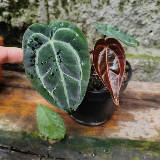 Anturio Carlablackiae