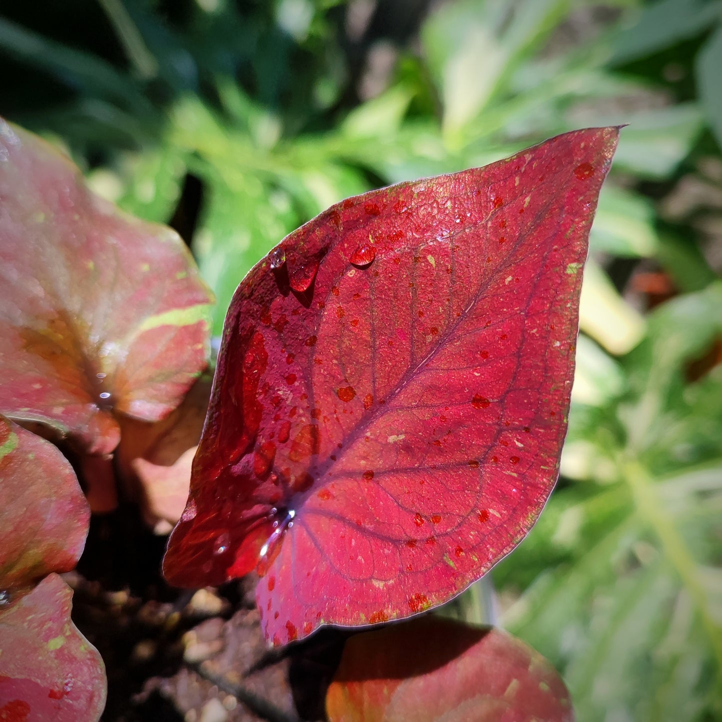 Caladium Black Knight