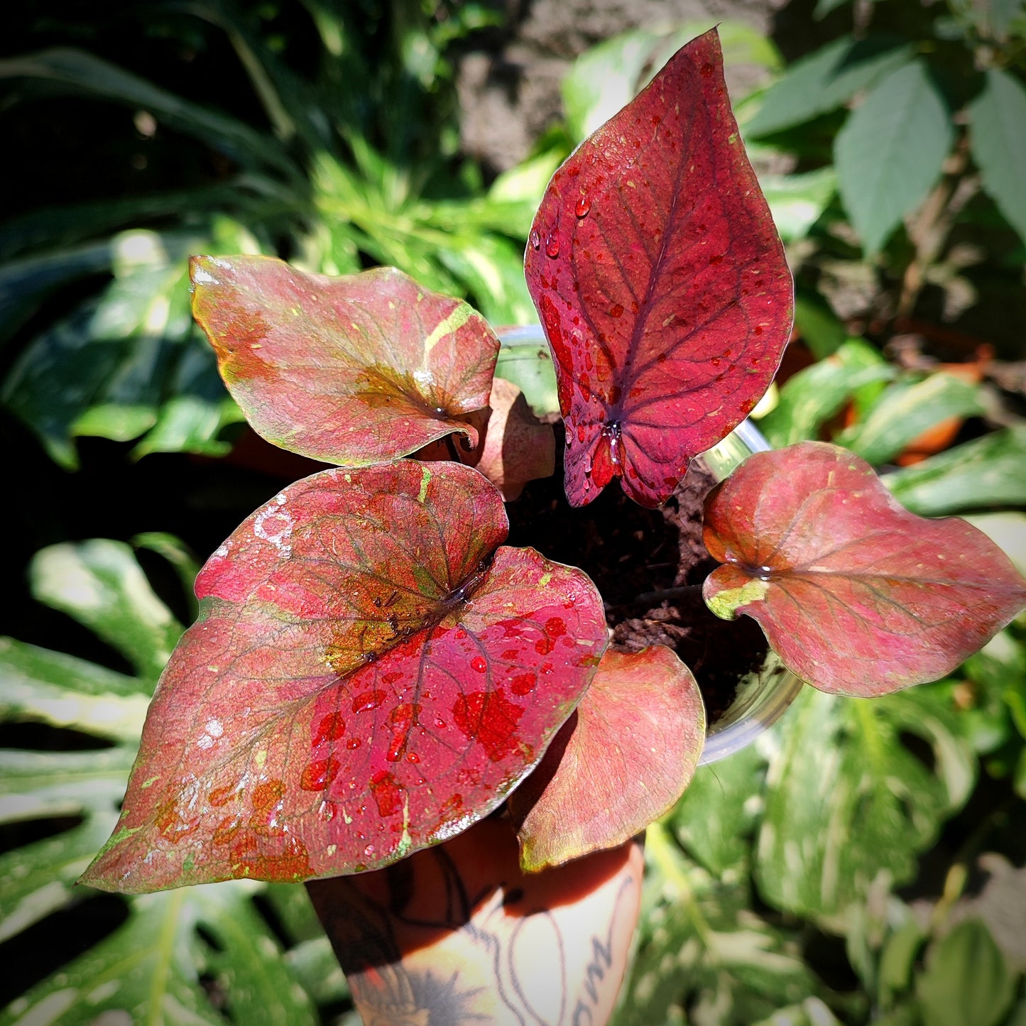 Caladium Black Knight