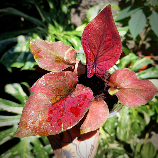 Caladium Black Knight
