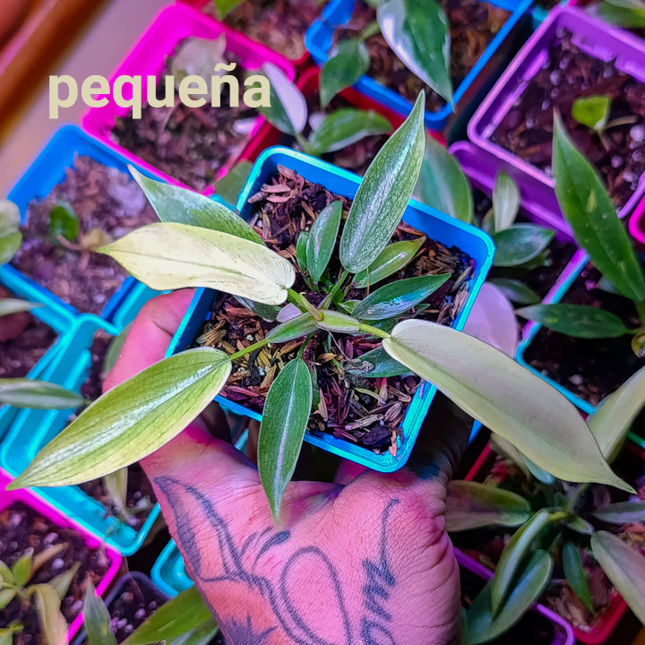 Philodendron Florida Ghost