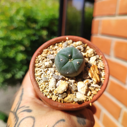 Lophophora Williamsii #28 en matera de barro