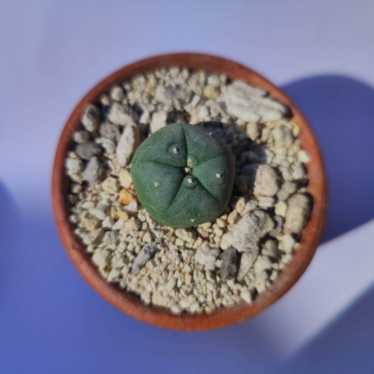 Lophophora Williamsii #28 en matera de barro