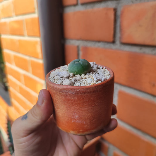 Lophophora Williamsii #28 en matera de barro