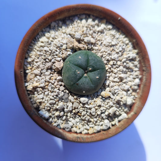 Lophophora Williamsii #29 en matera pequeña de barro