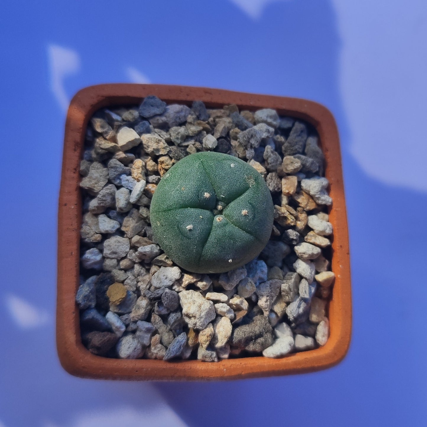 Lophophora Williamsii #30 en matera de barro