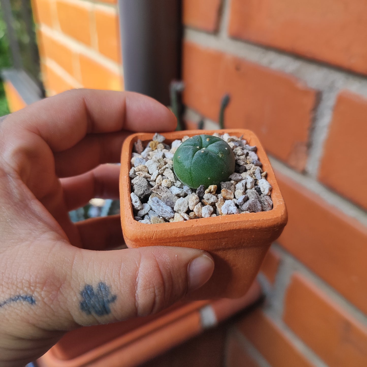 Lophophora Williamsii #30 en matera de barro