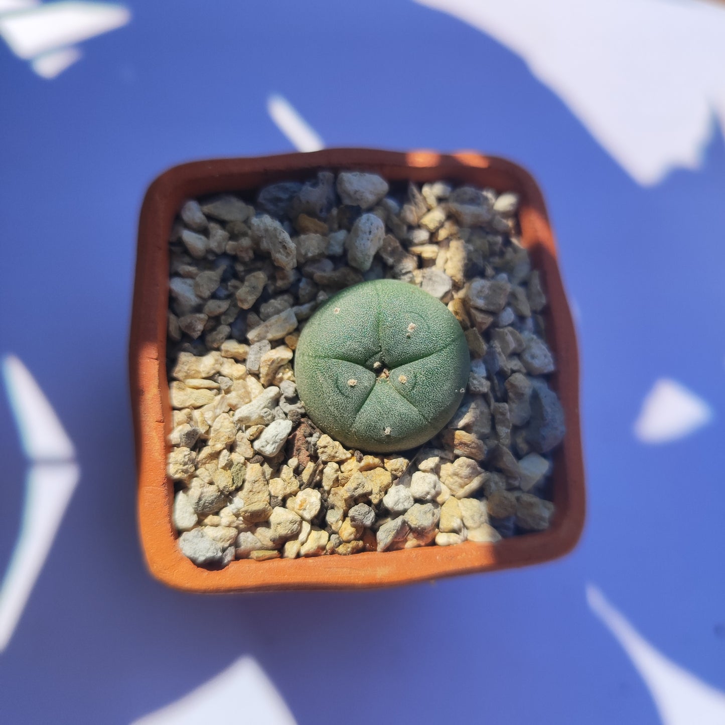 Lophophora Williamsii #31 en matera pequeña de barro