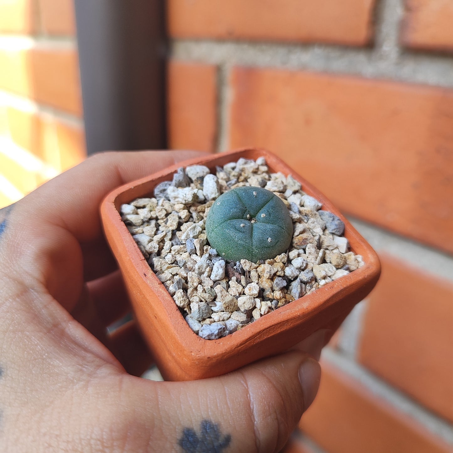 Lophophora Williamsii #31 en matera pequeña de barro