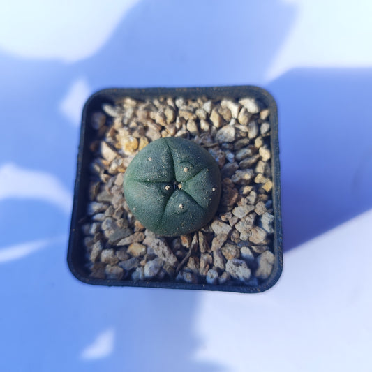 Lophophora Williamsii #32