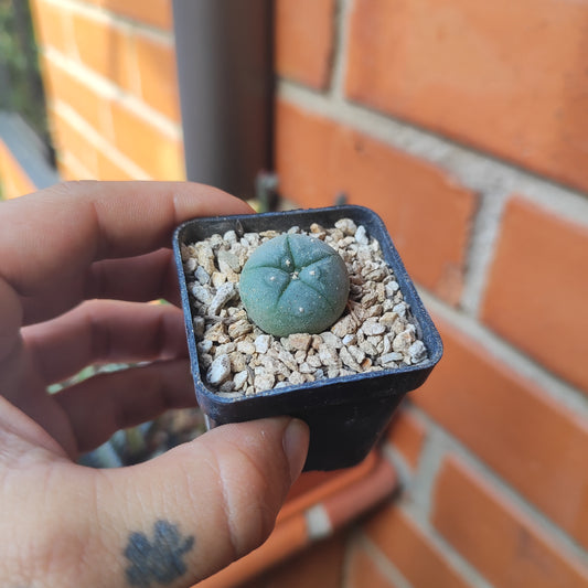 Lophophora Williamsii #31 en matera pequeña de barro